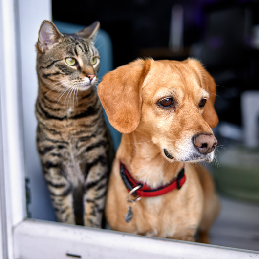 Pet-Insurance-Webpage